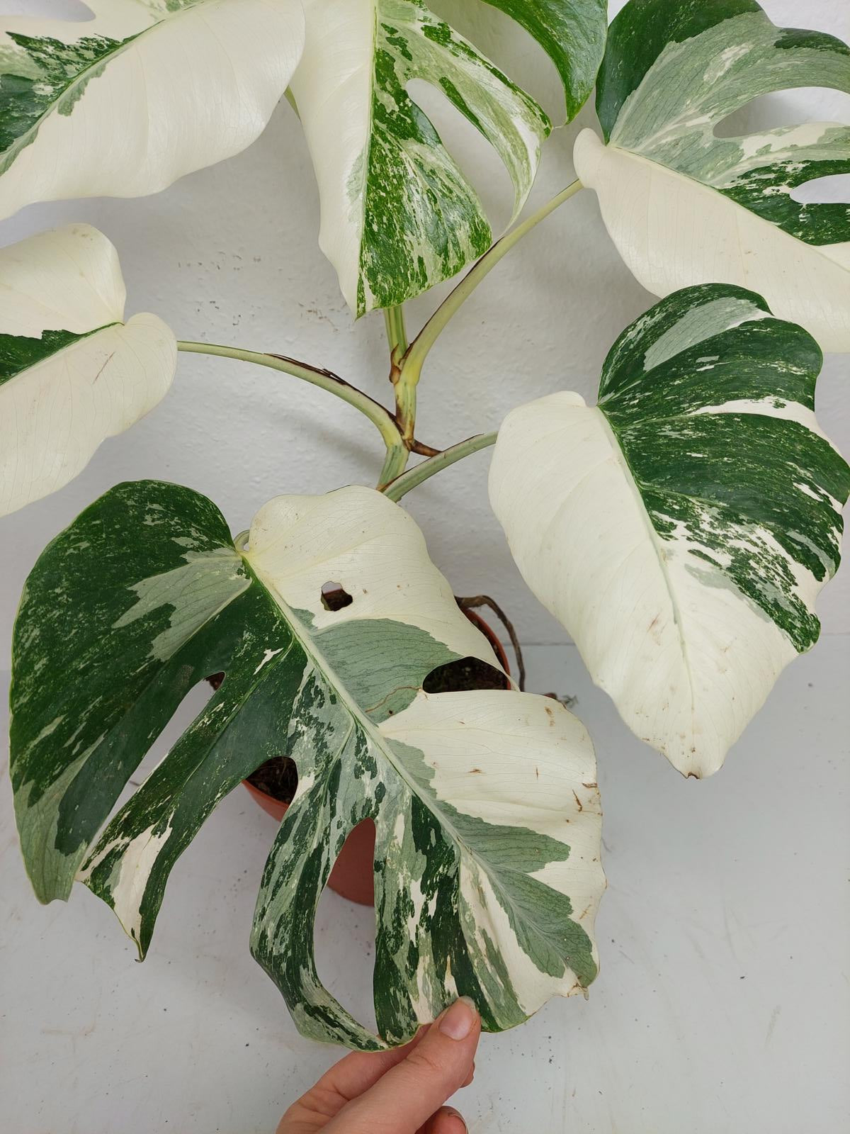 Monstera Variegata (zum aussuchen)