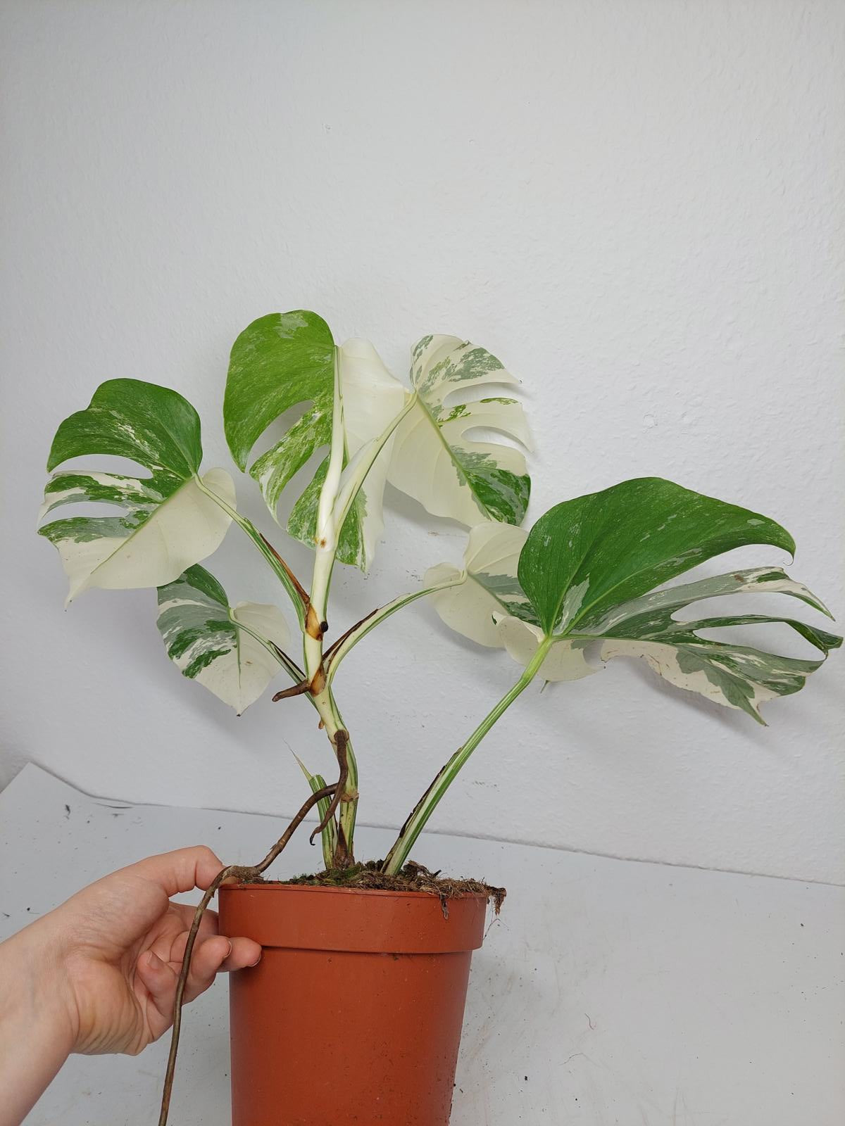 Monstera Variegata (zum aussuchen)