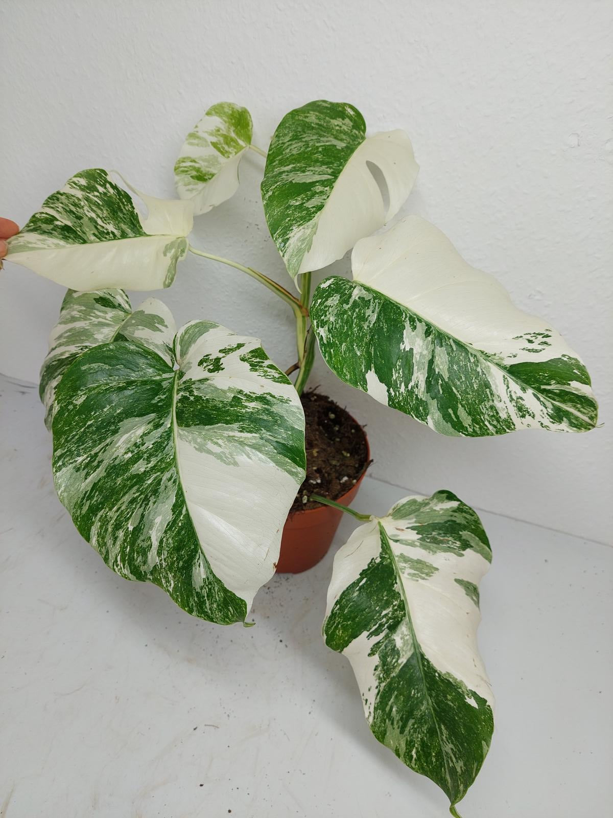 Monstera Variegata (zum aussuchen)