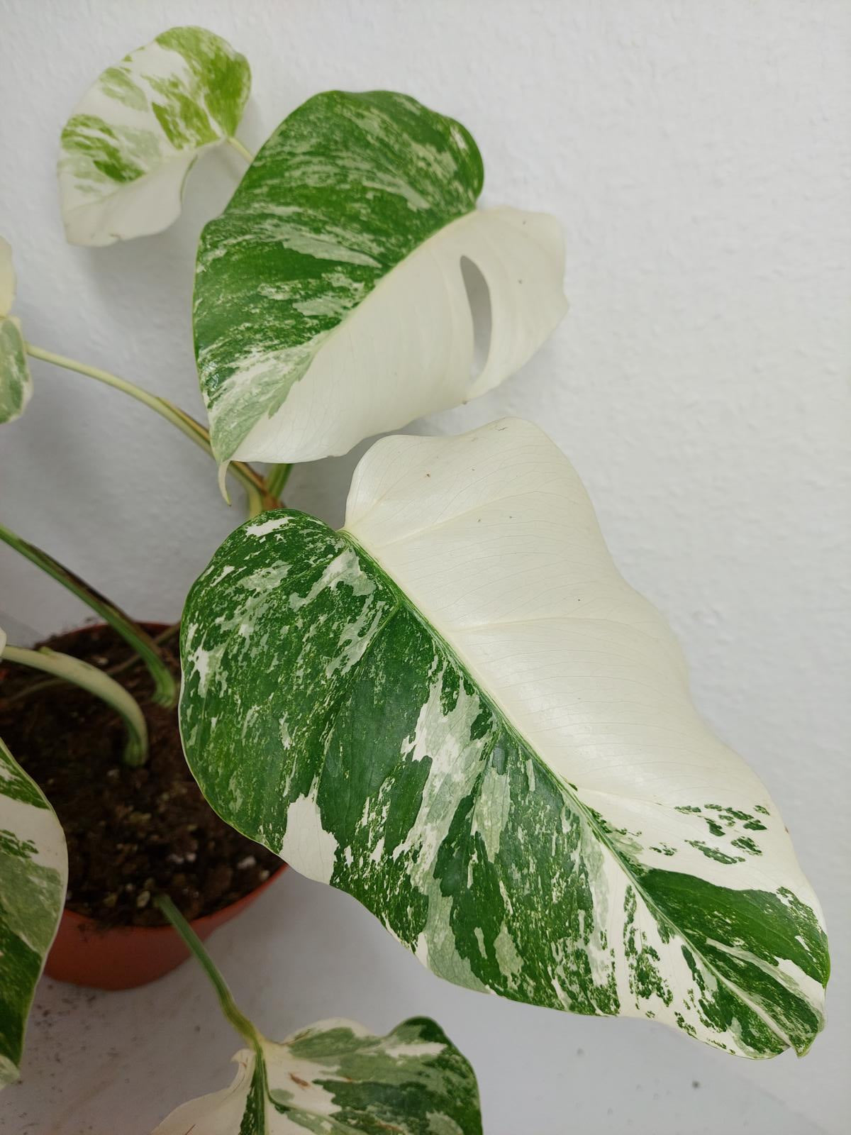 Monstera Variegata (zum aussuchen)