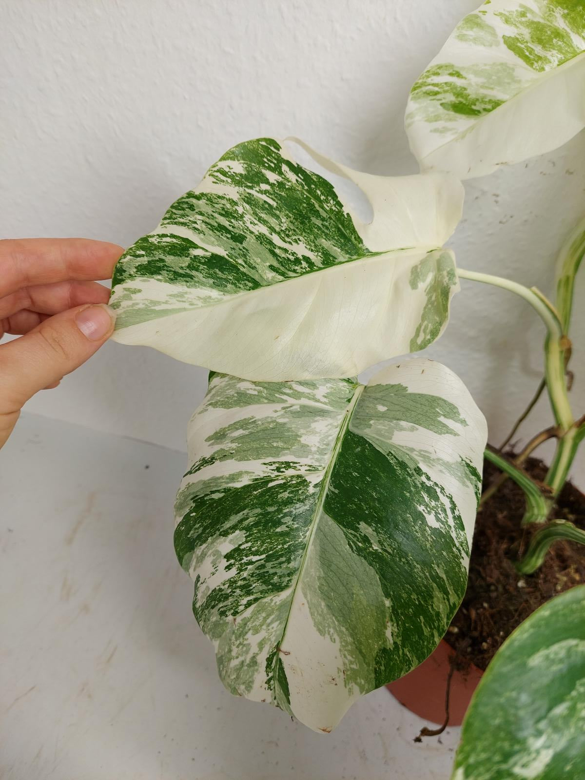 Monstera Variegata (zum aussuchen)