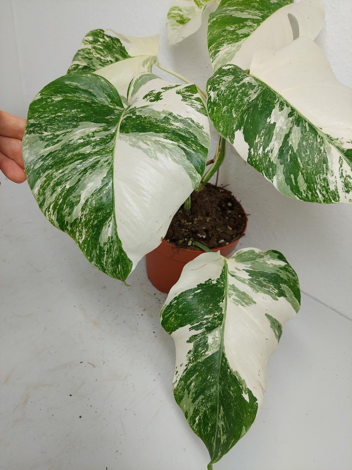 Monstera Variegata (zum aussuchen)