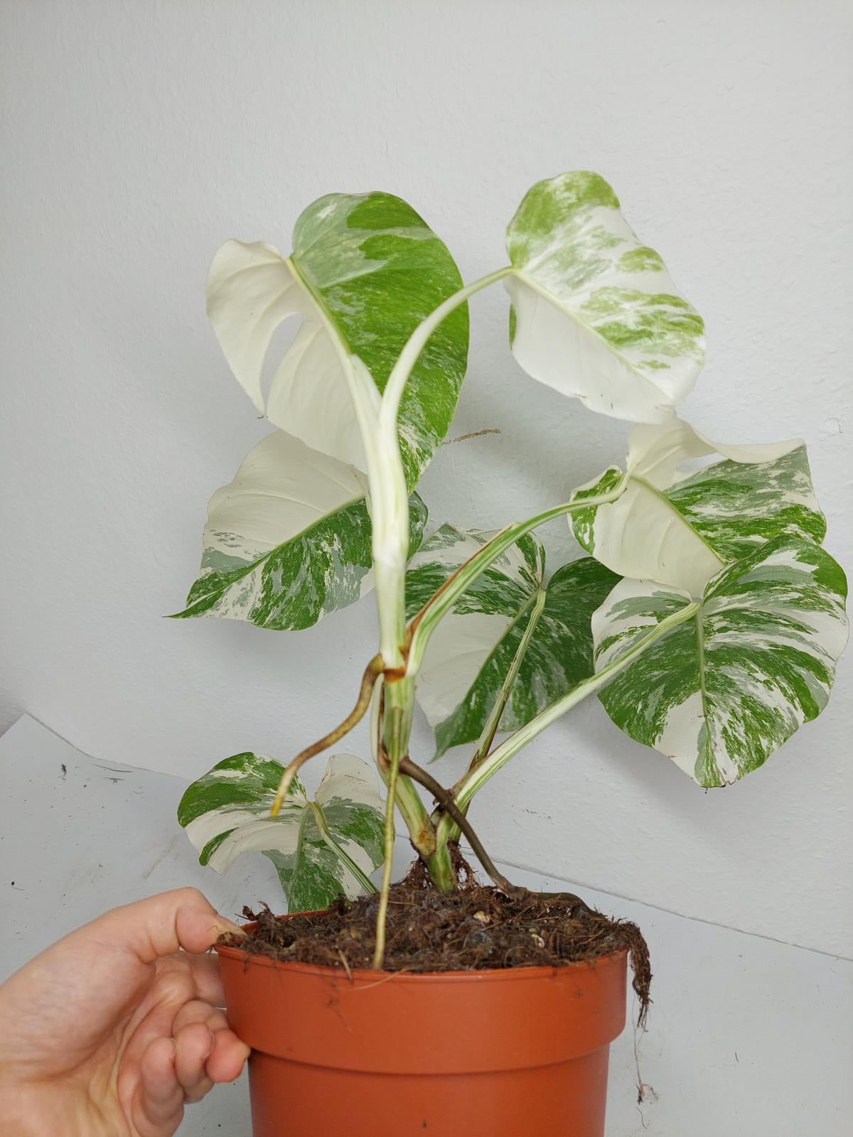 Monstera Variegata (zum aussuchen)