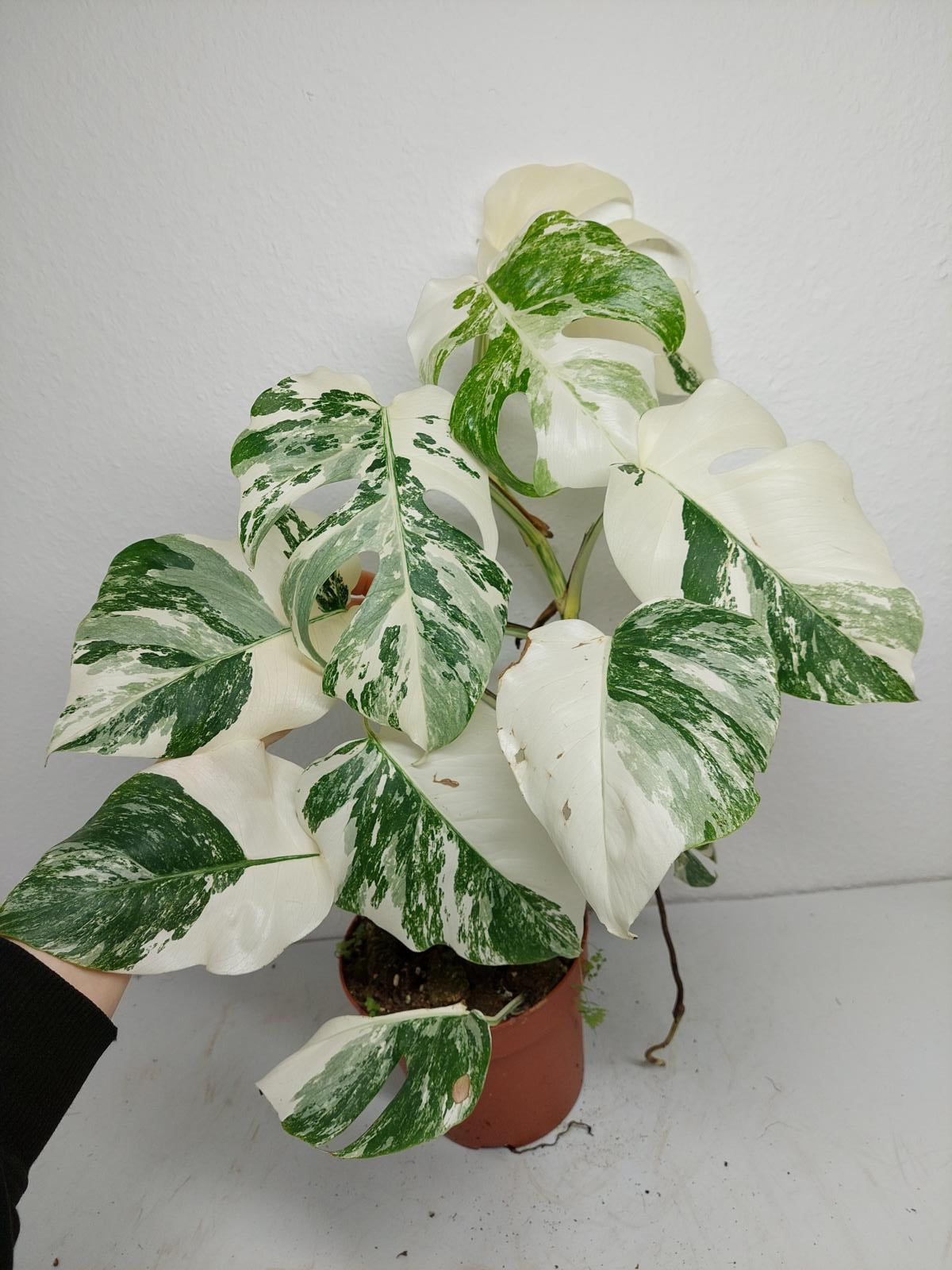 Monstera Variegata (zum aussuchen)