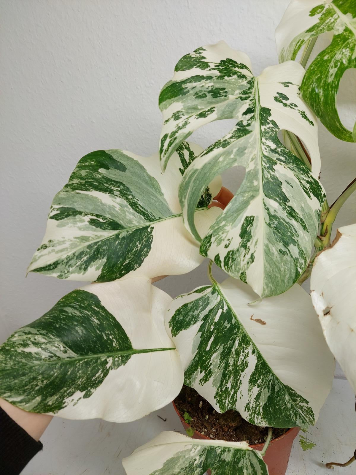 Monstera Variegata (zum aussuchen)