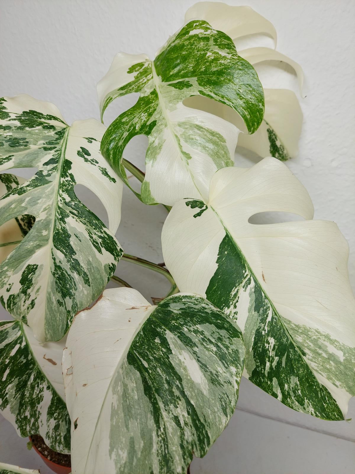 Monstera Variegata (zum aussuchen)