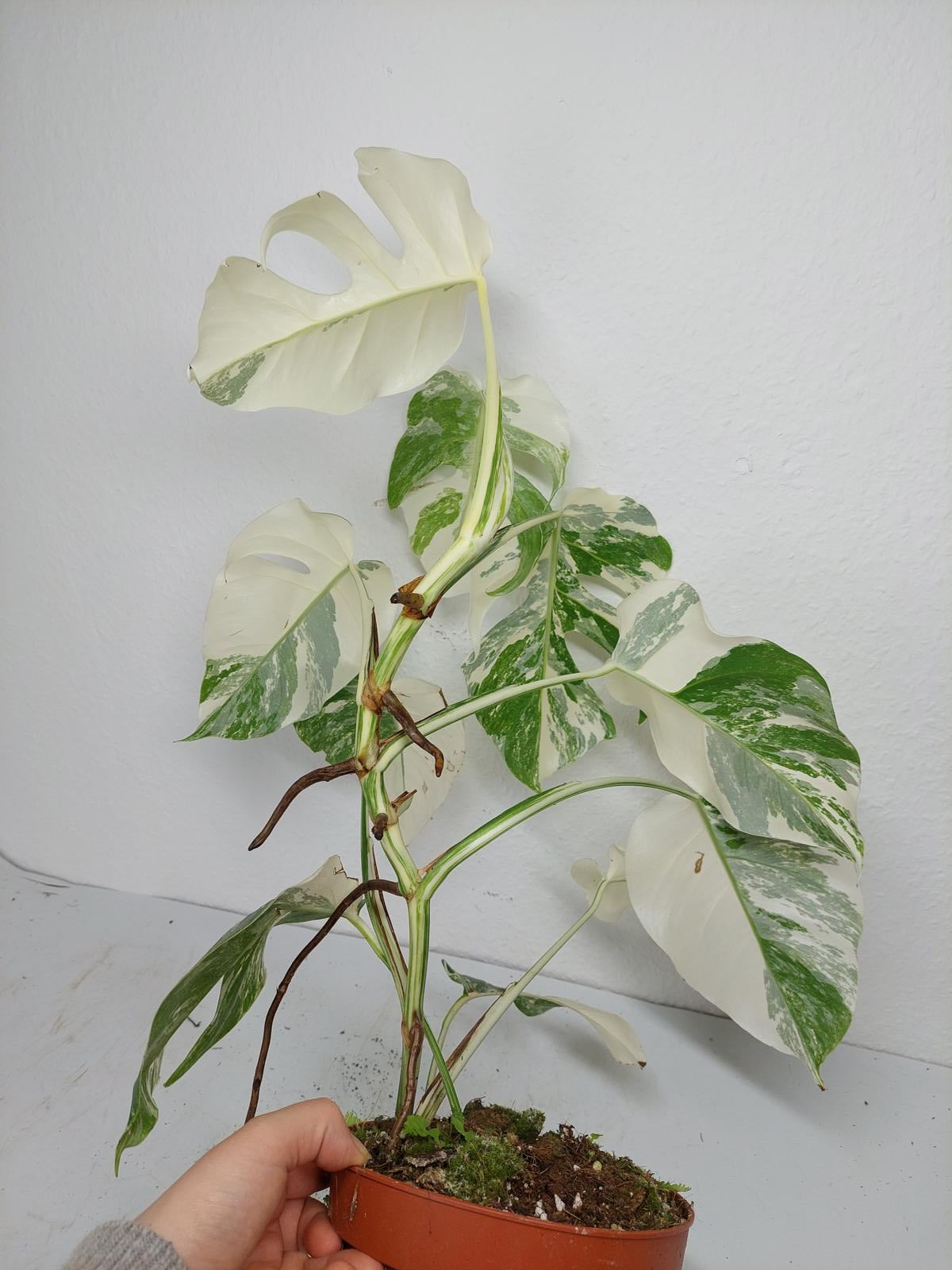 Monstera Variegata (zum aussuchen)