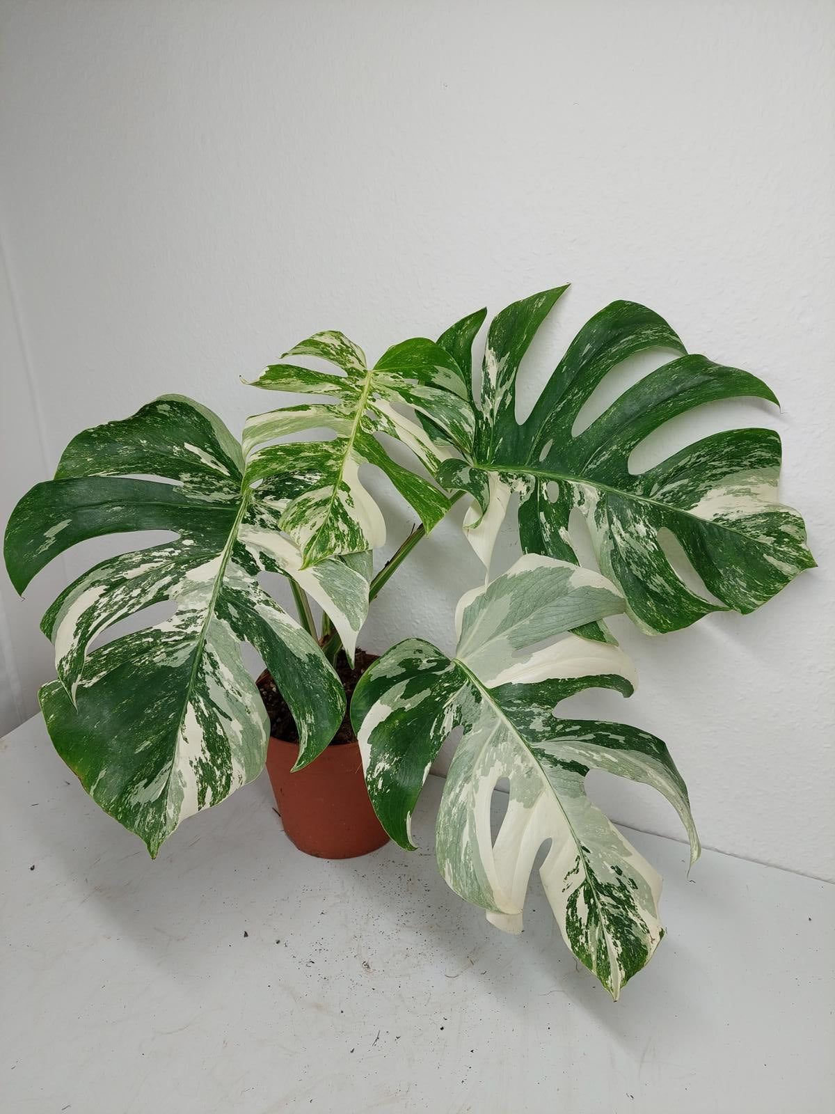 Monstera Variegata (zum aussuchen)