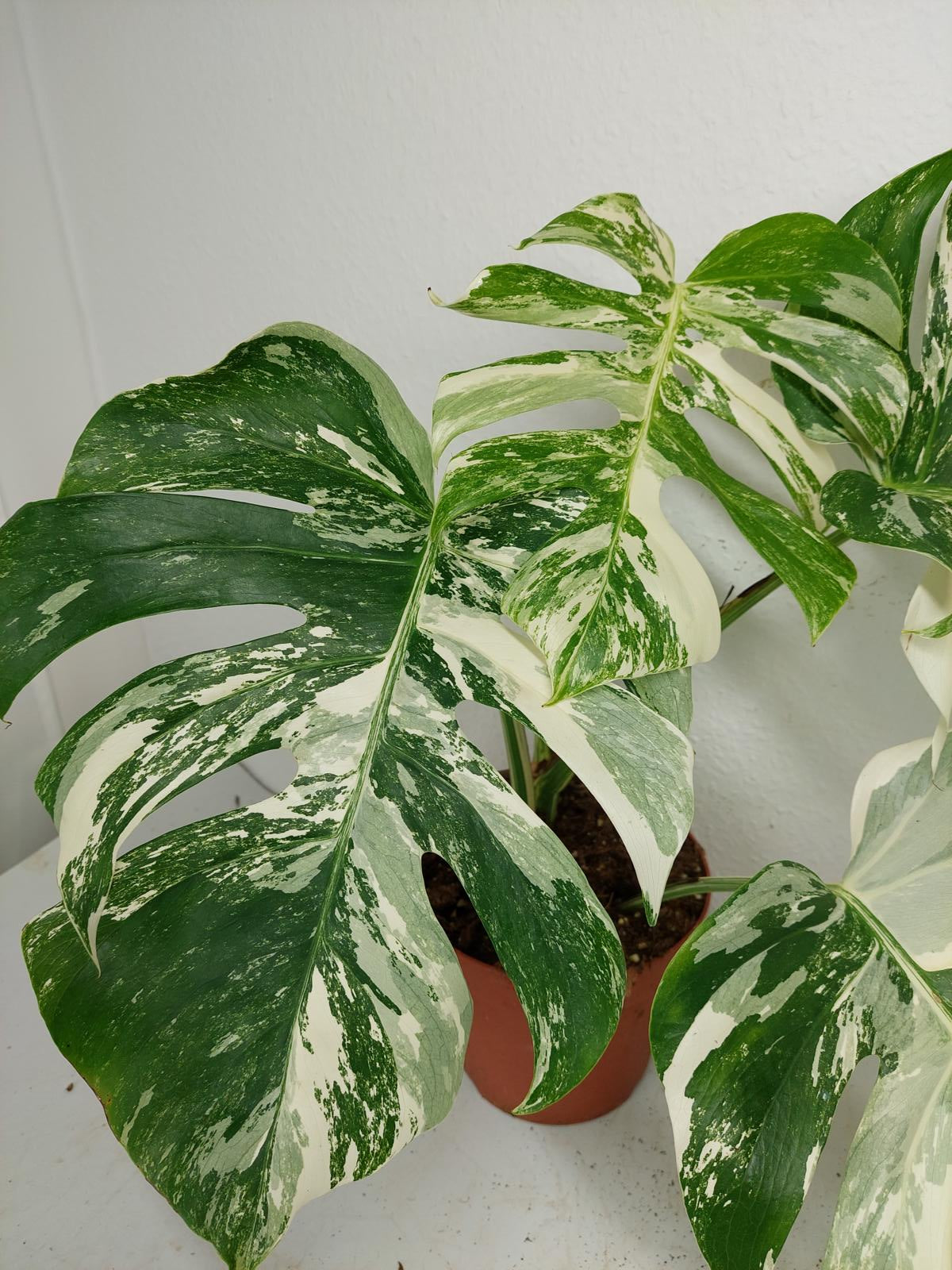 Monstera Variegata (zum aussuchen)