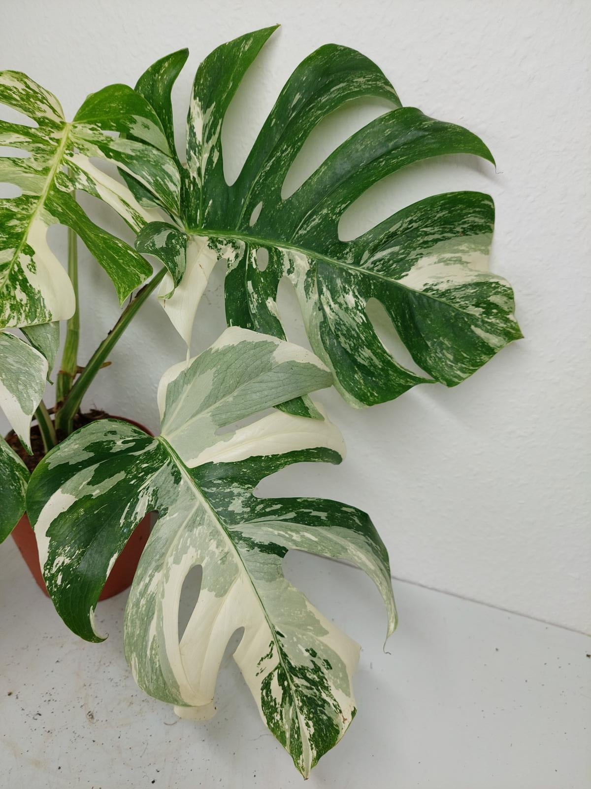 Monstera Variegata (zum aussuchen)