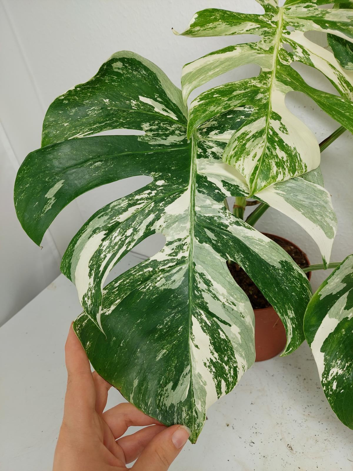 Monstera Variegata (zum aussuchen)