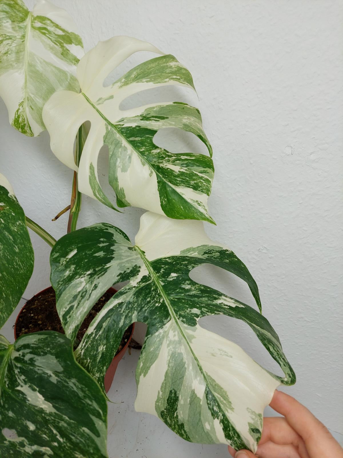 Monstera Variegata (zum aussuchen)