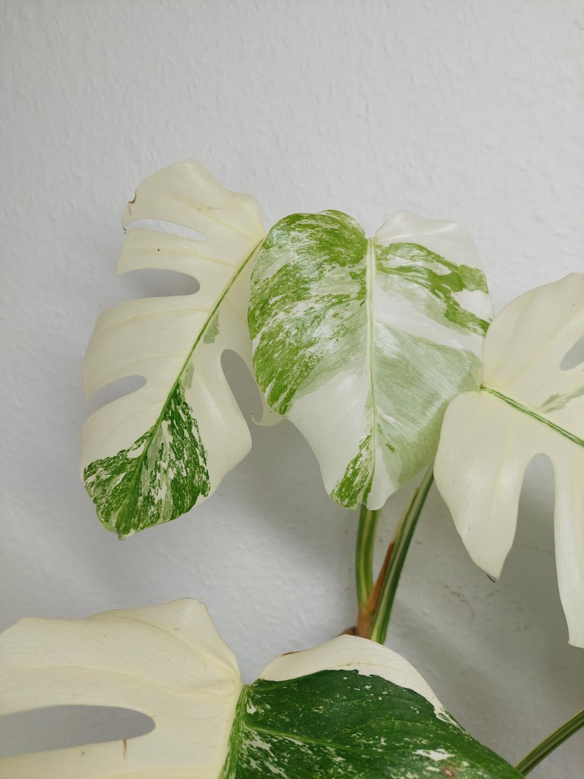 Monstera Variegata (zum aussuchen)