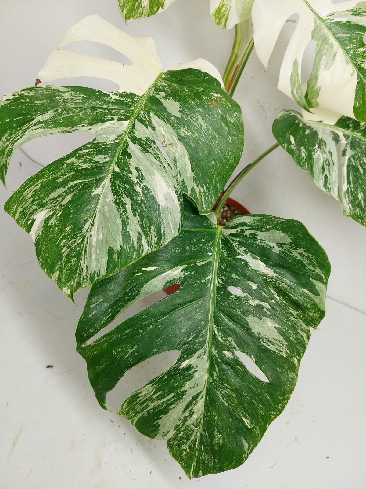 Monstera Variegata (zum aussuchen)