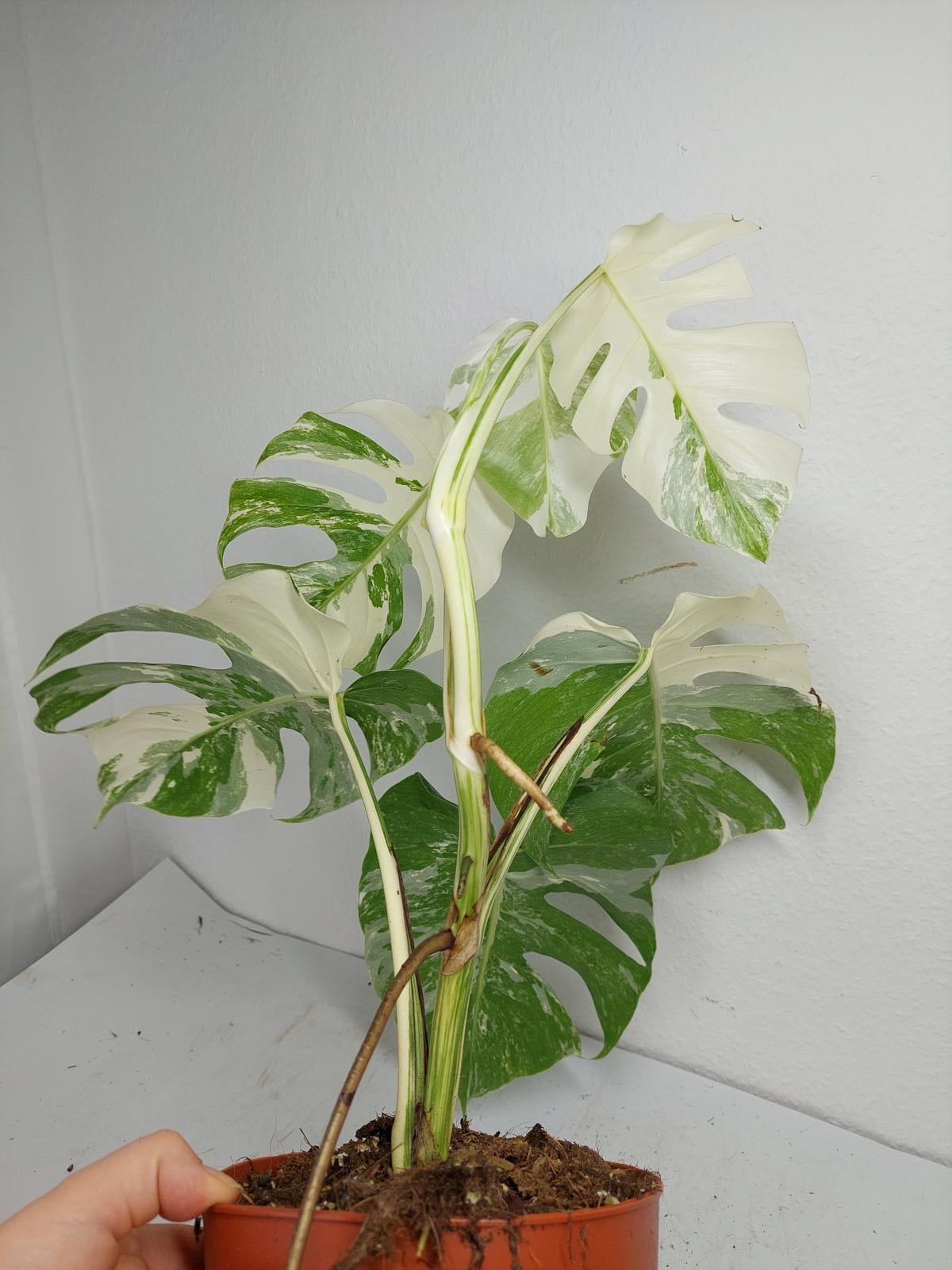 Monstera Variegata (zum aussuchen)