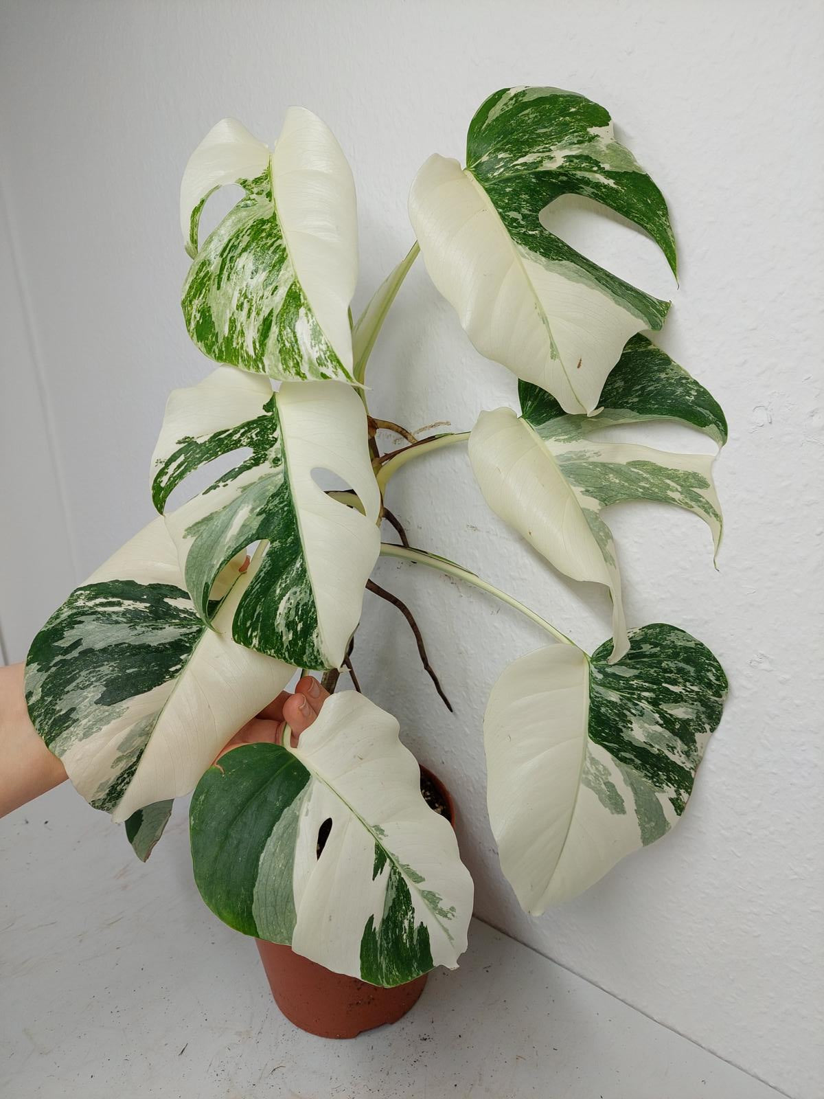 Monstera Variegata (zum aussuchen)