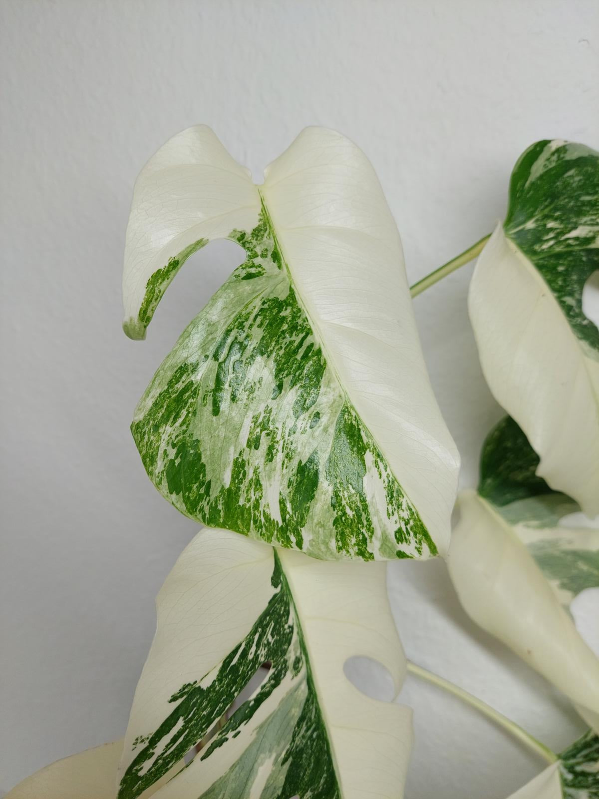 Monstera Variegata (zum aussuchen)