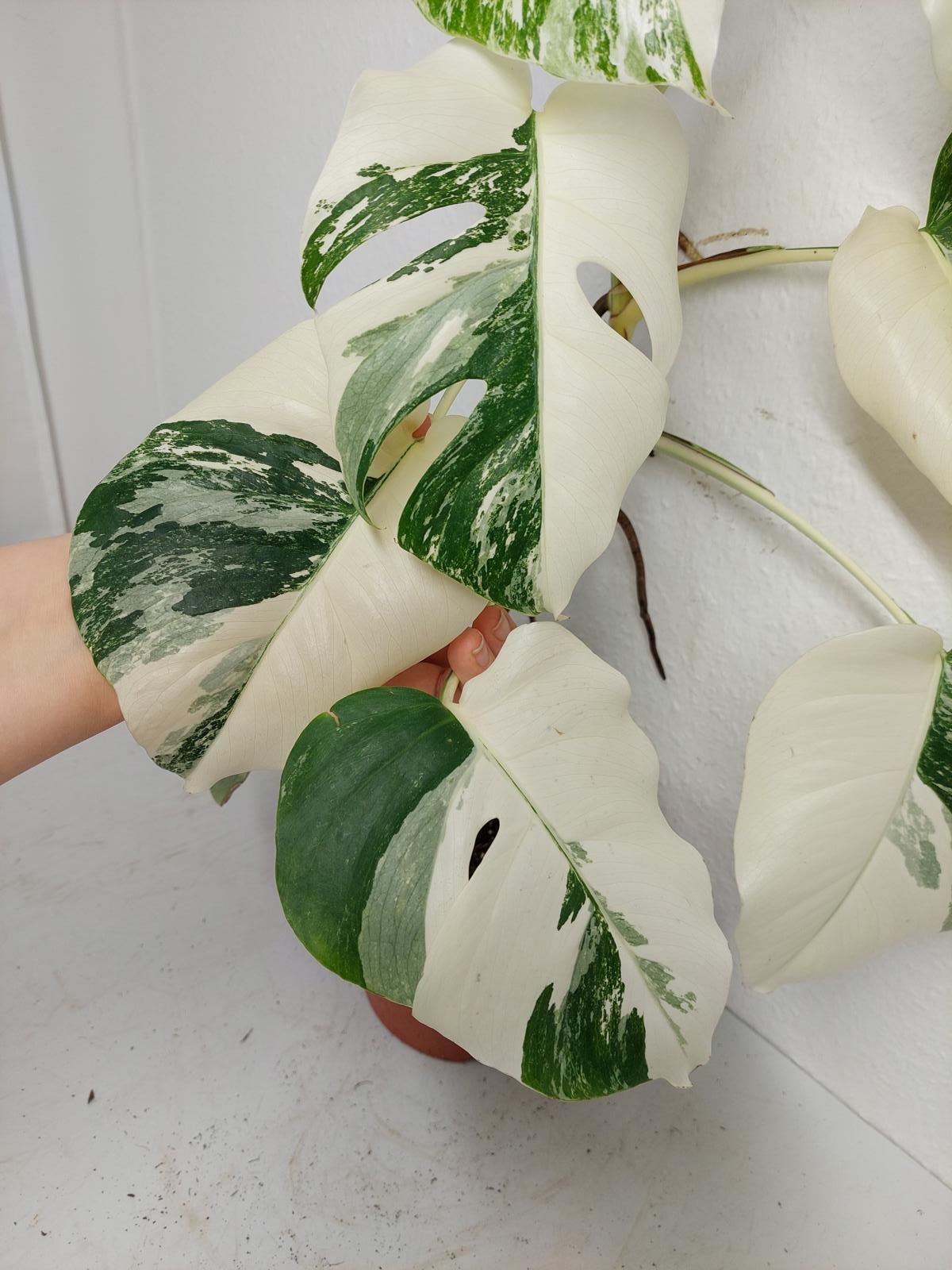 Monstera Variegata (zum aussuchen)