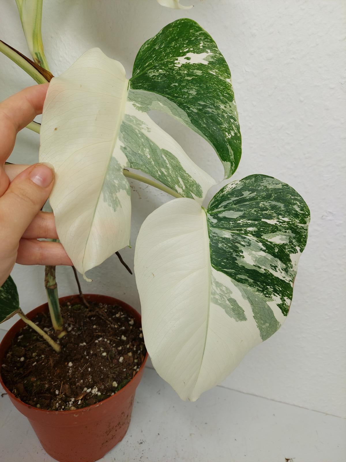 Monstera Variegata (zum aussuchen)