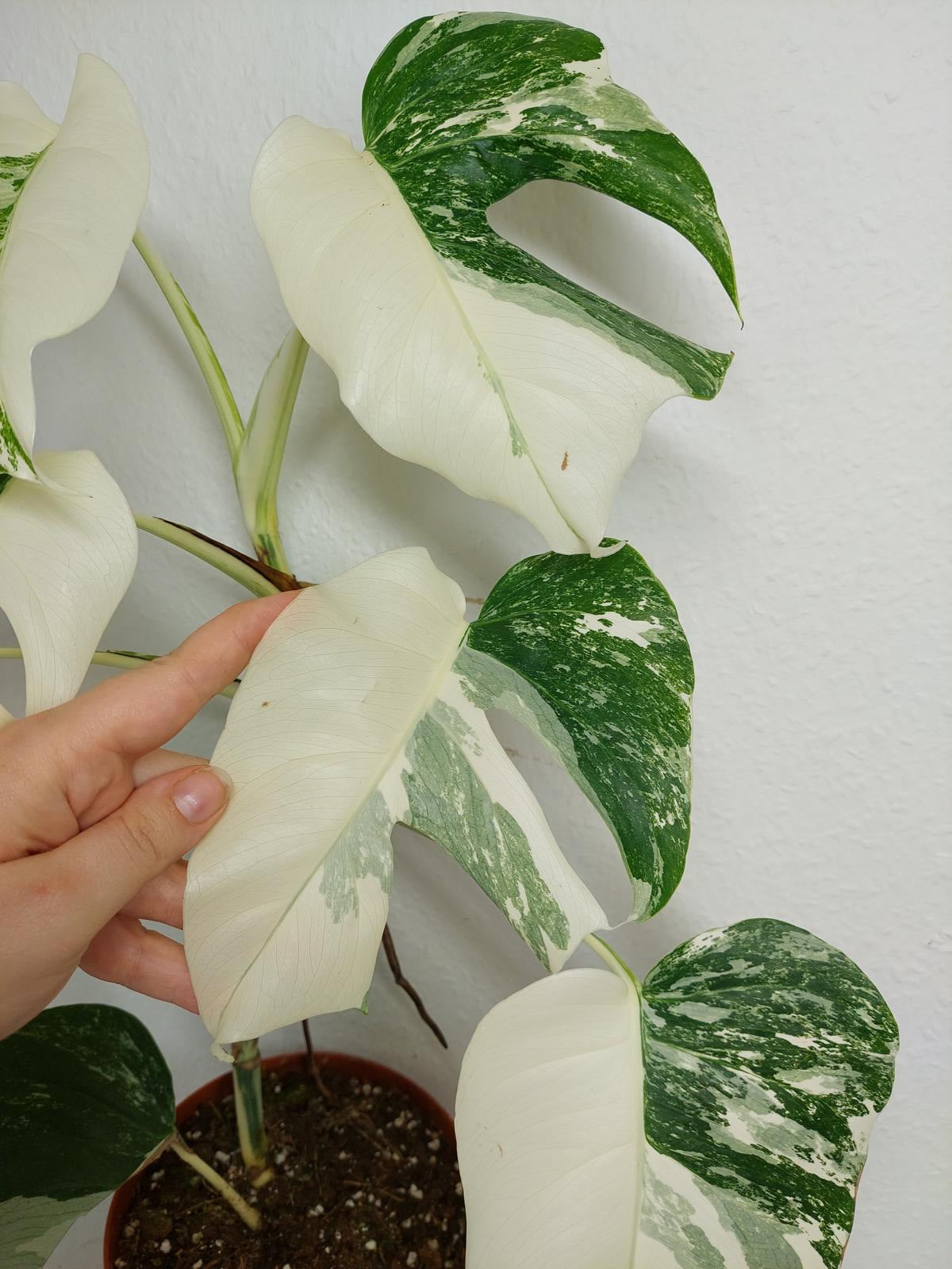 Monstera Variegata (zum aussuchen)