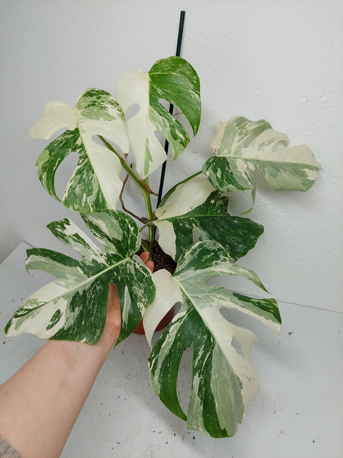 Monstera Variegata (zum aussuchen)