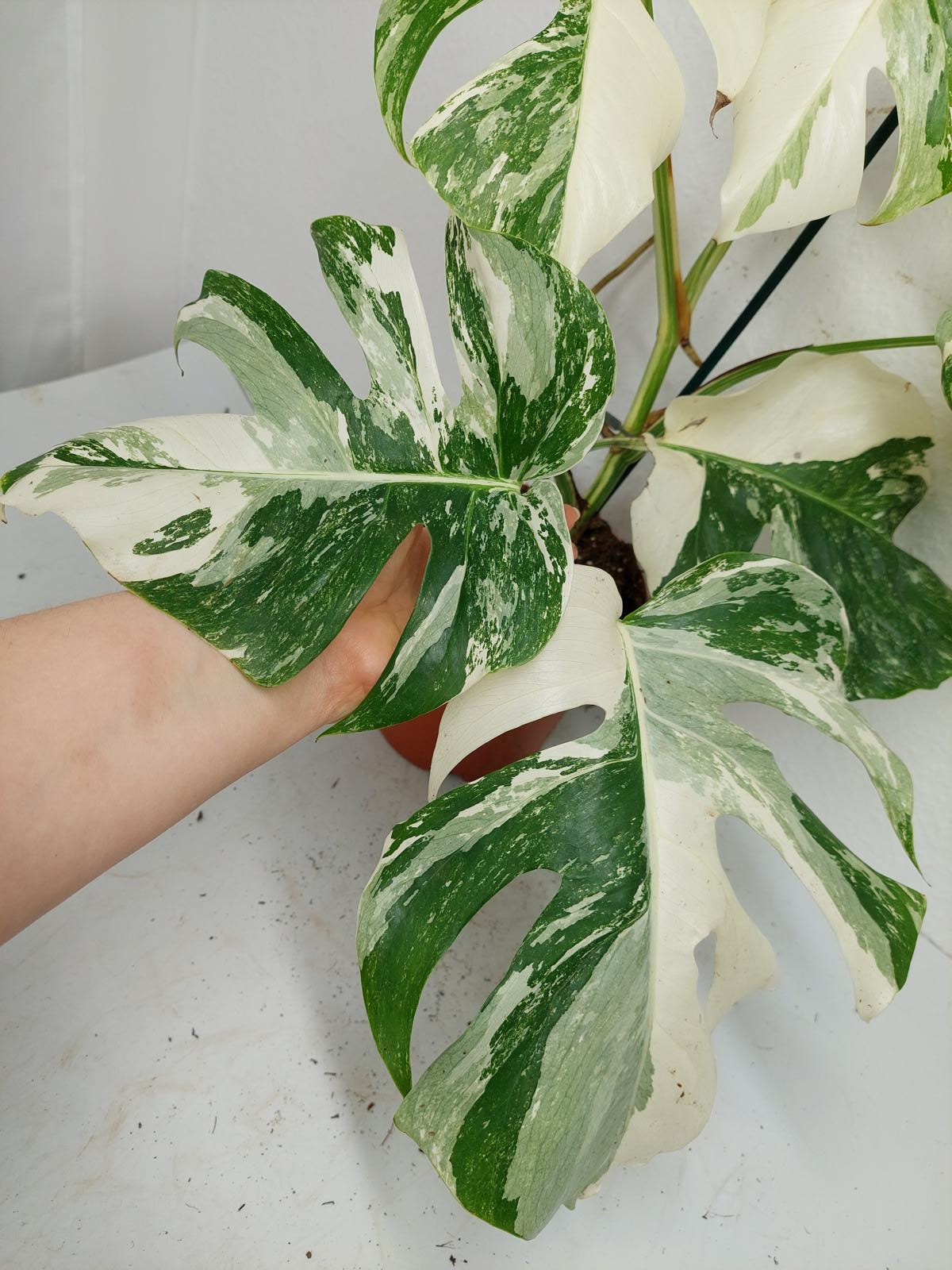 Monstera Variegata (zum aussuchen)