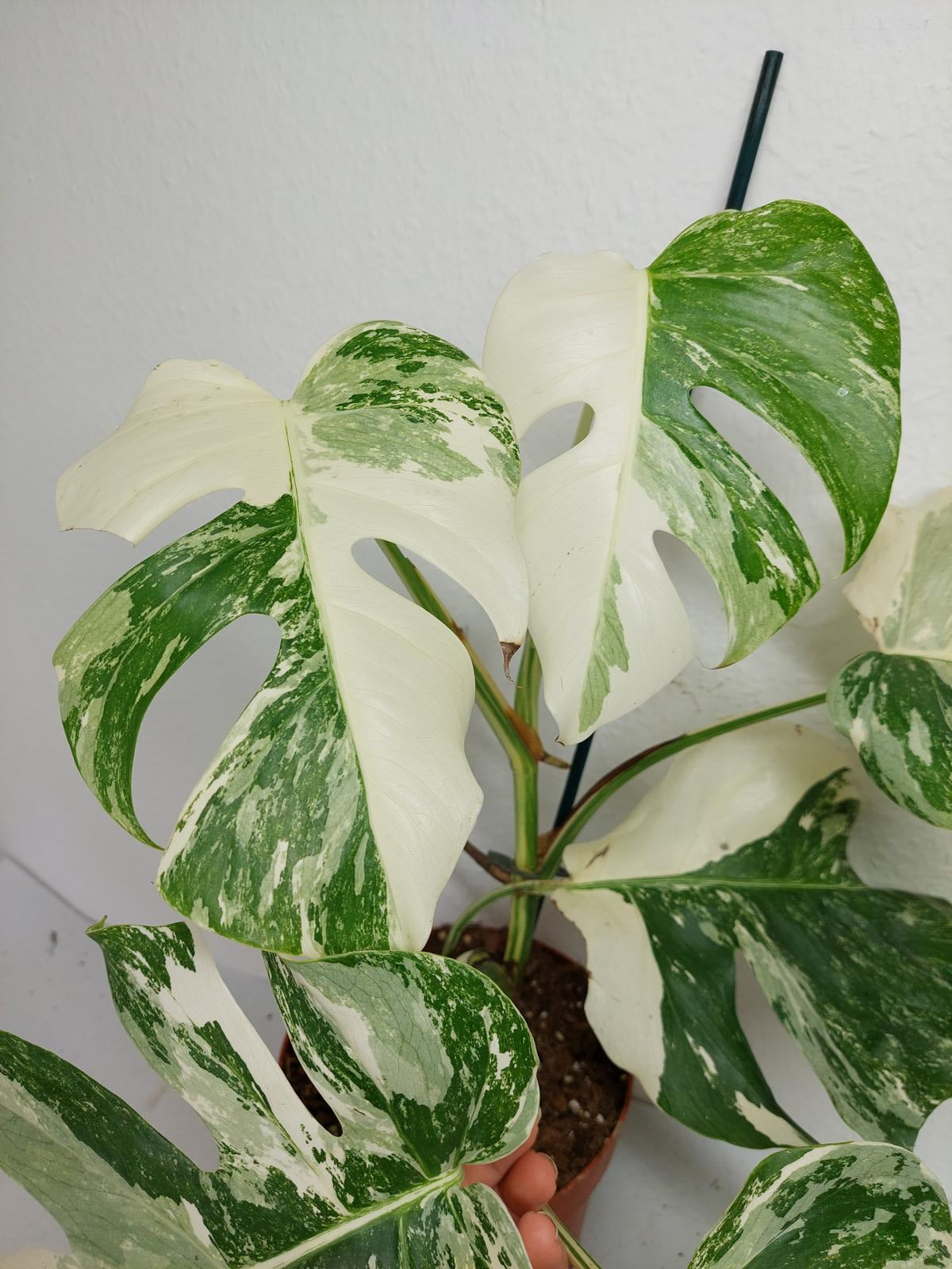 Monstera Variegata (zum aussuchen)