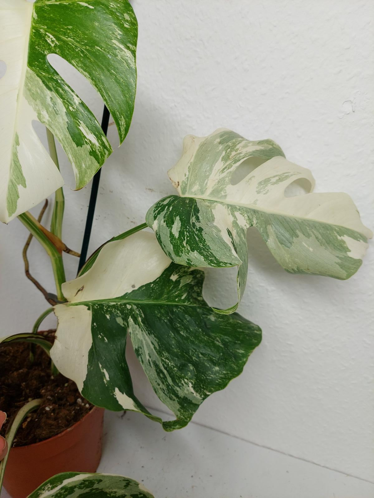 Monstera Variegata (zum aussuchen)