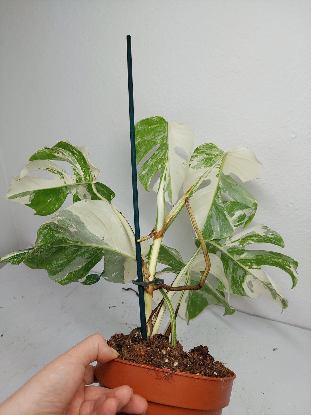 Monstera Variegata (zum aussuchen)