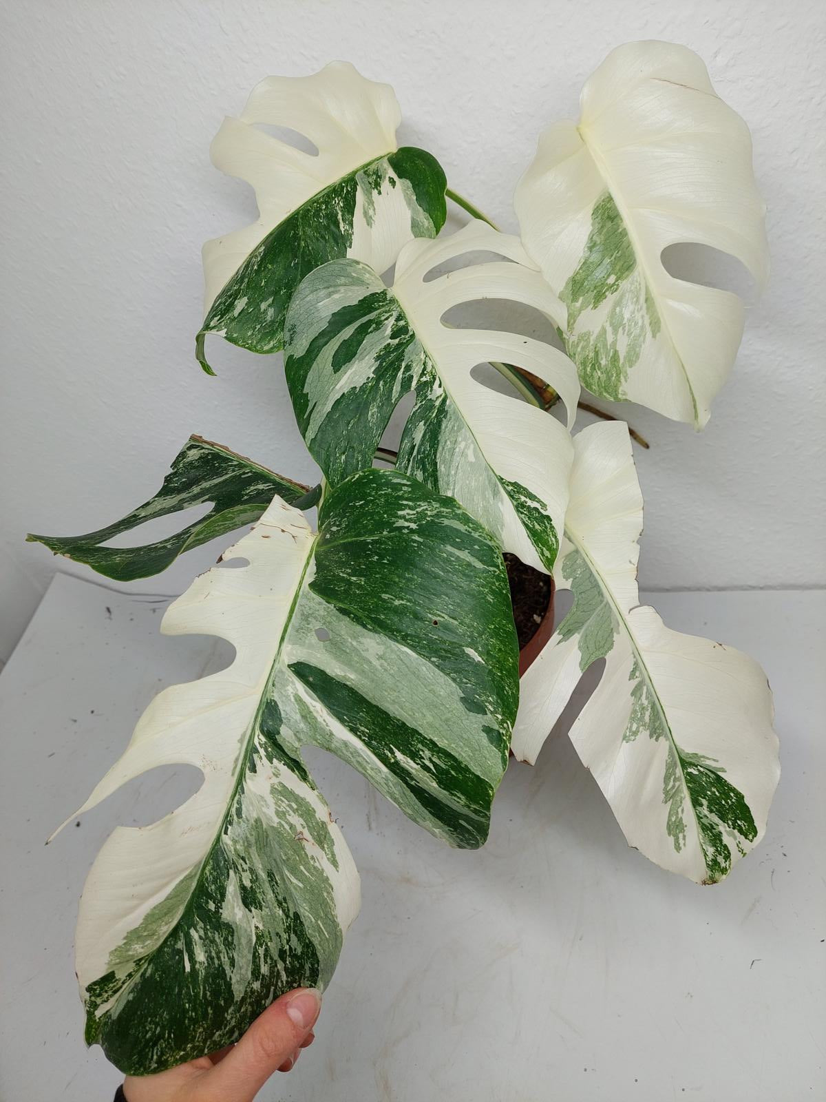 Monstera Variegata (zum aussuchen)