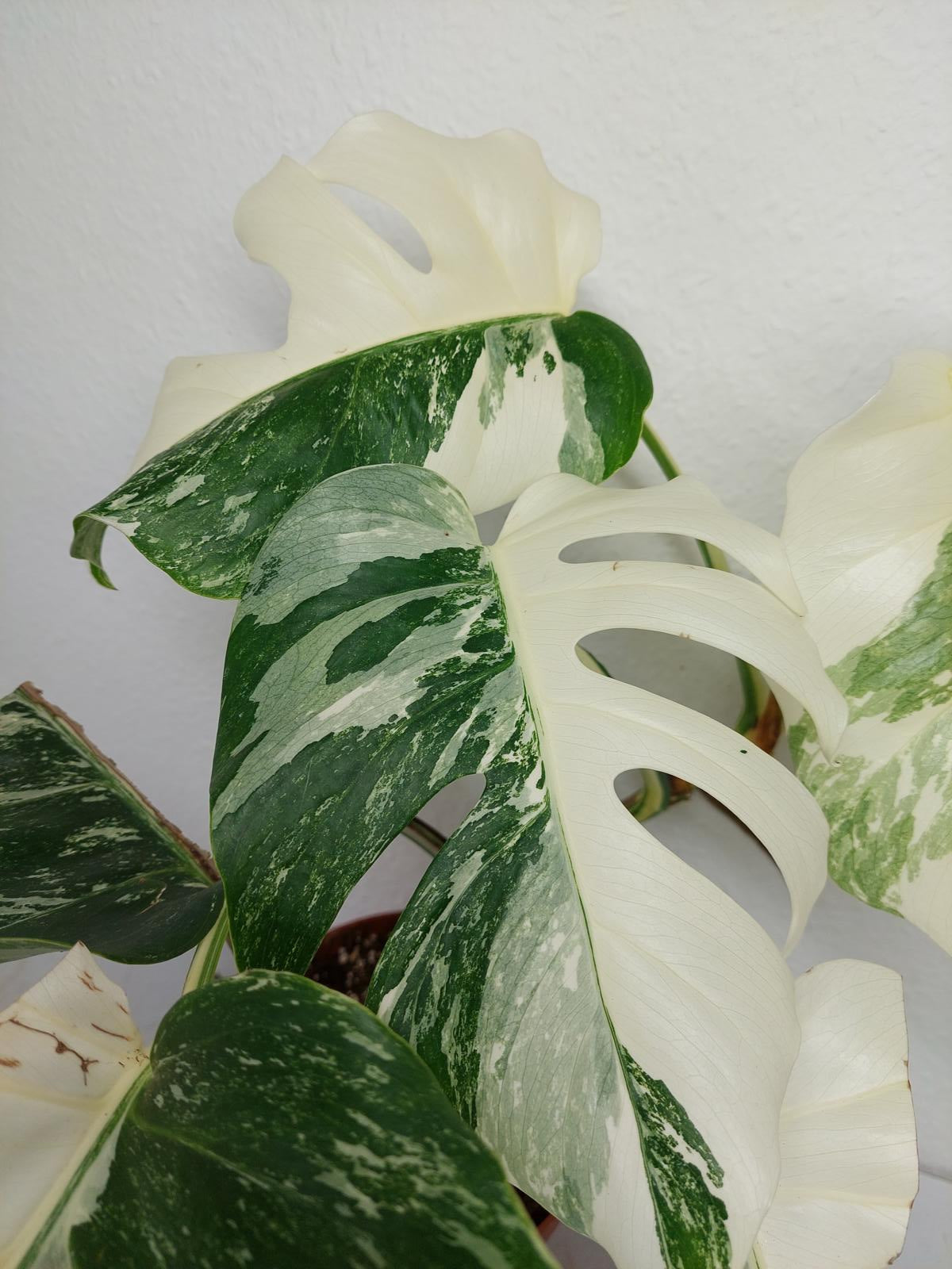 Monstera Variegata (zum aussuchen)