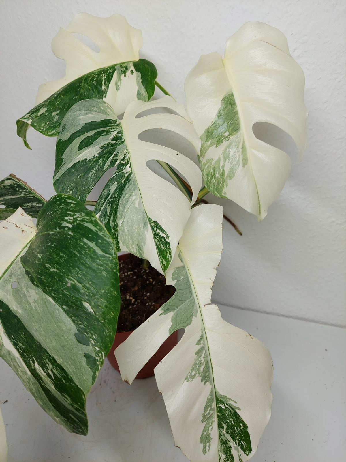 Monstera Variegata (zum aussuchen)