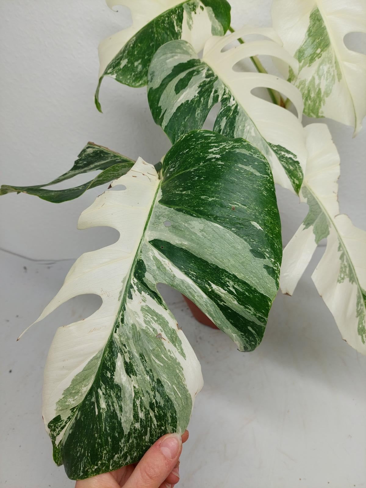 Monstera Variegata (zum aussuchen)