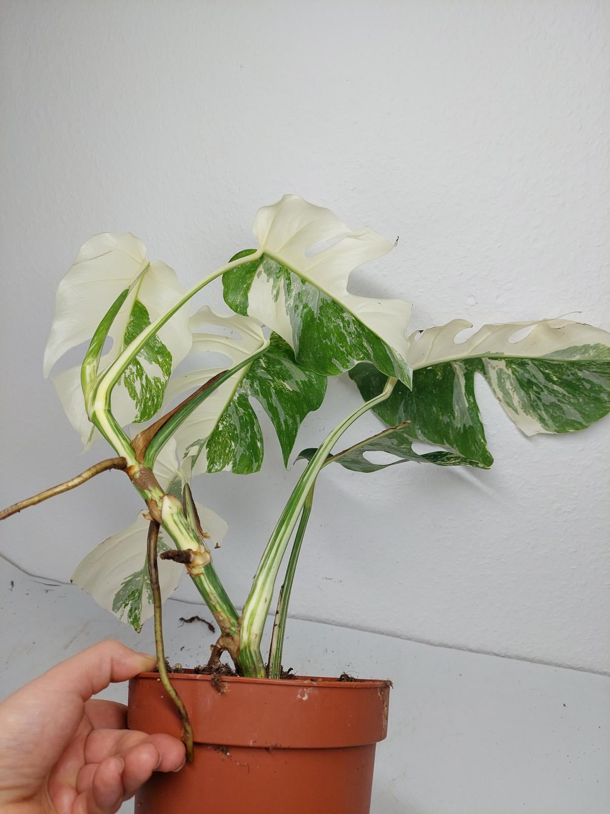 Monstera Variegata (zum aussuchen)