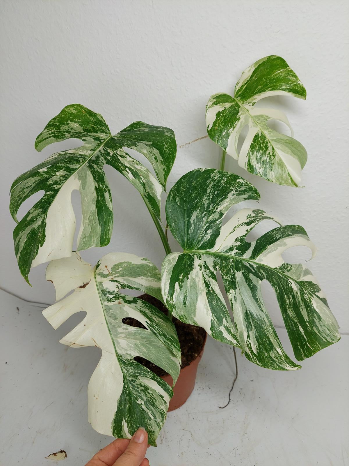 Monstera Variegata (zum aussuchen)