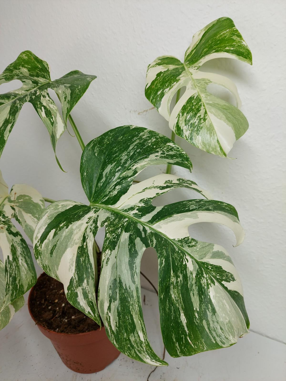 Monstera Variegata (zum aussuchen)