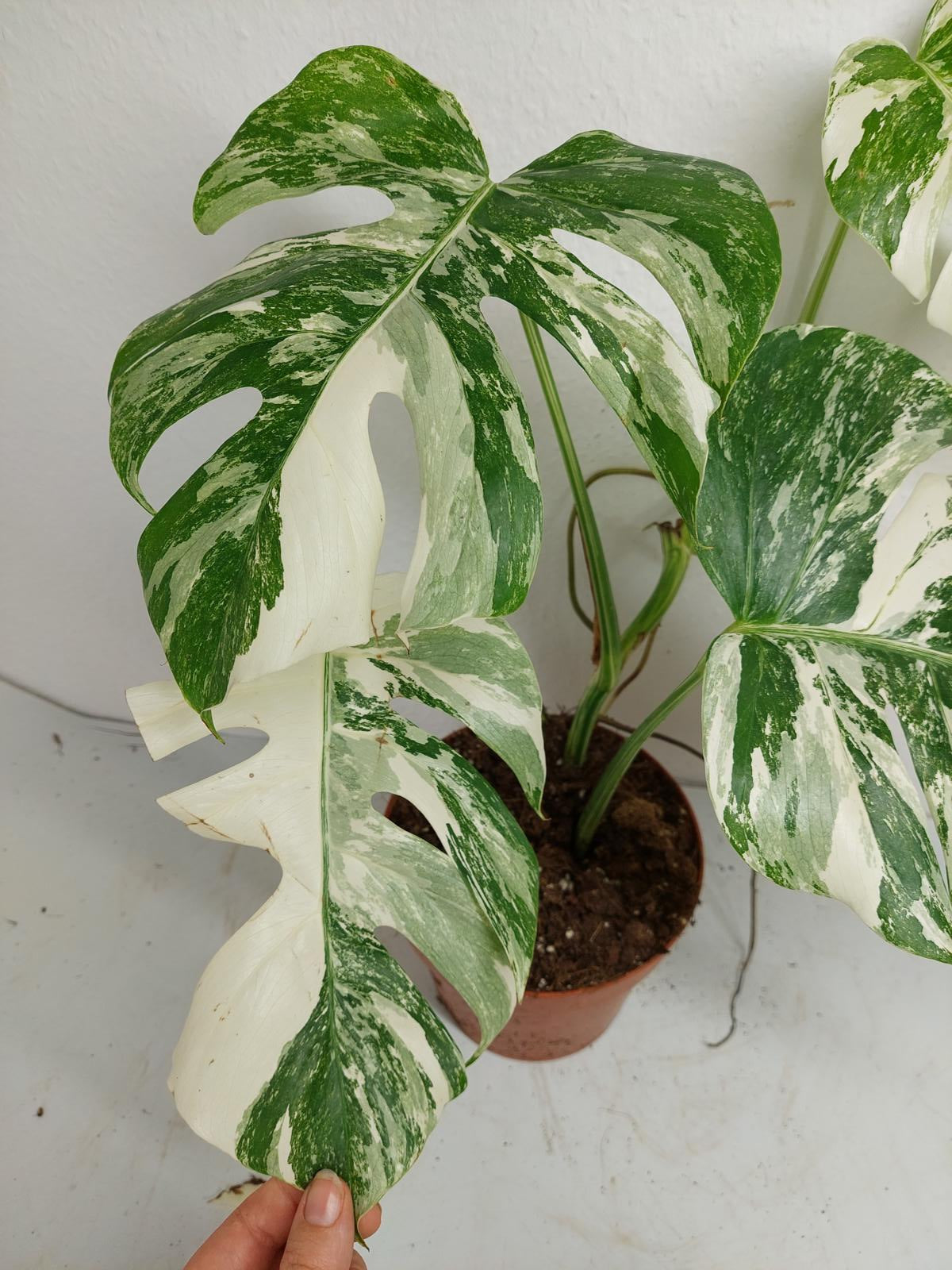 Monstera Variegata (zum aussuchen)