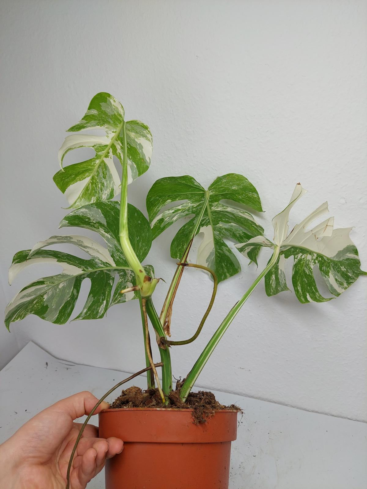 Monstera Variegata (zum aussuchen)