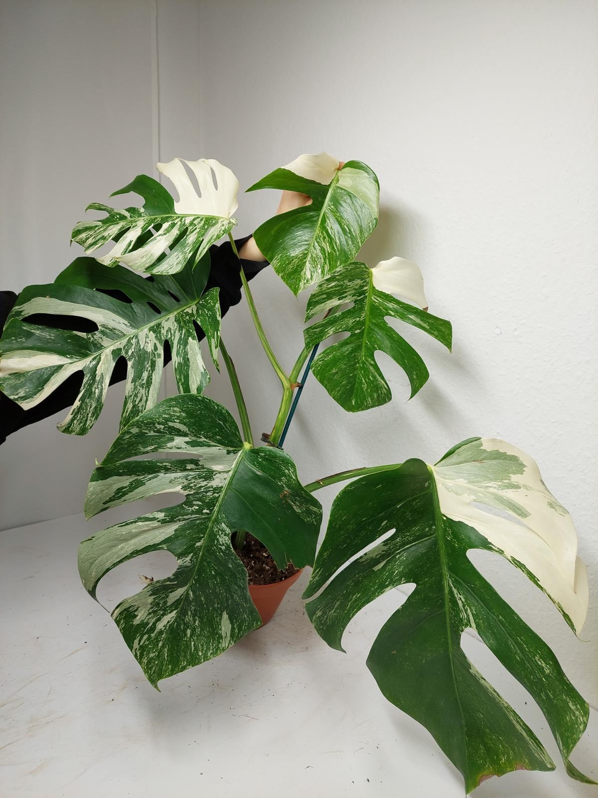 Monstera Variegata (zum aussuchen)