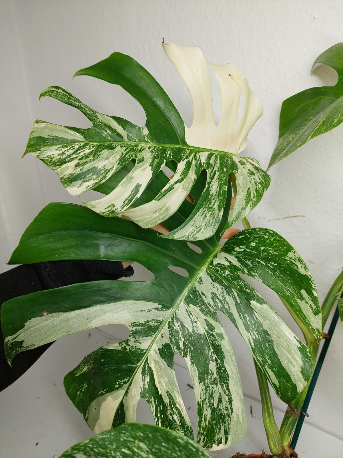 Monstera Variegata (zum aussuchen)