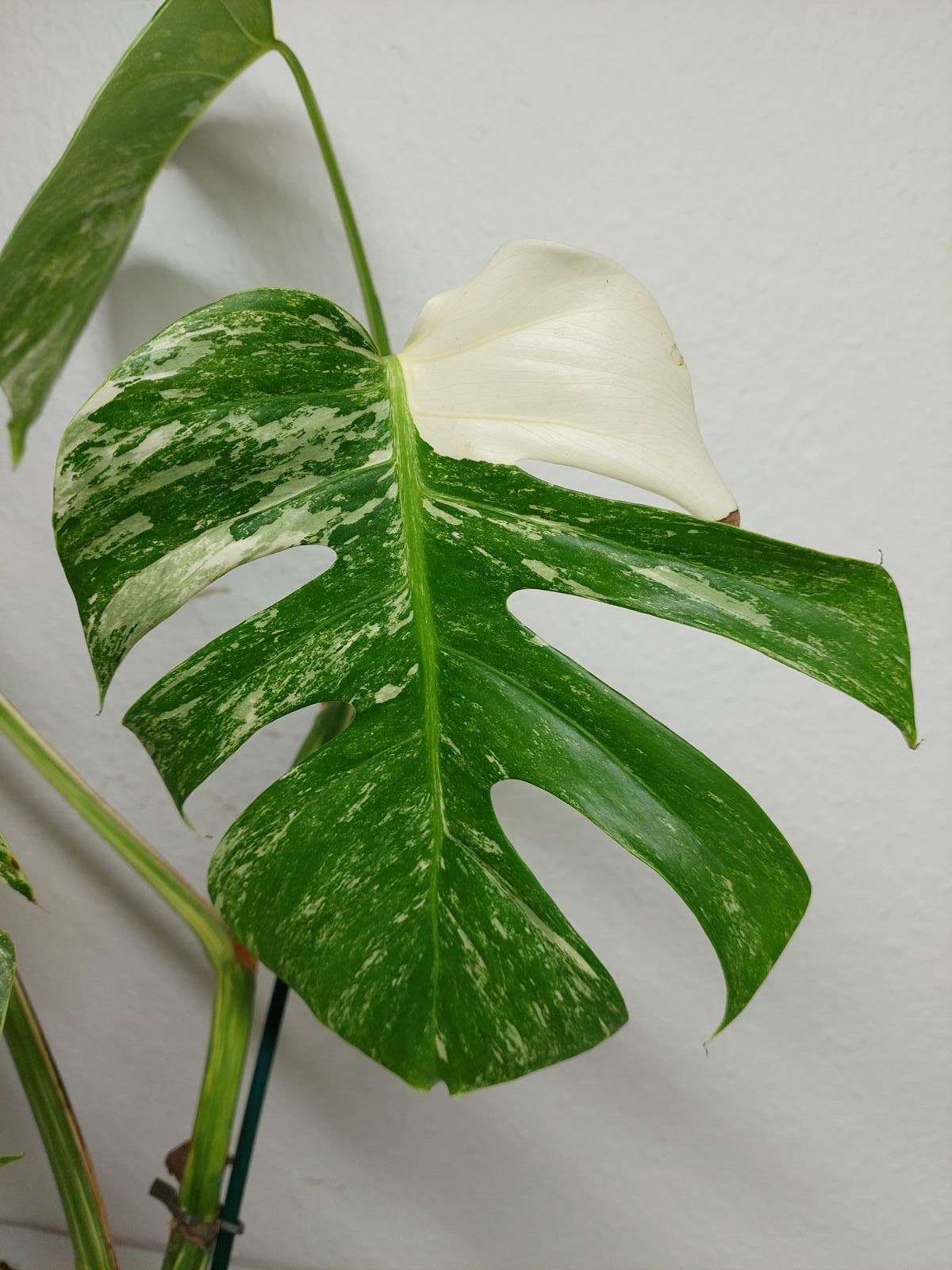 Monstera Variegata (zum aussuchen)