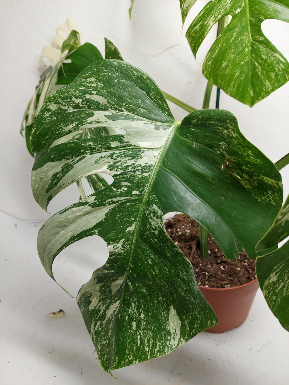 Monstera Variegata (zum aussuchen)