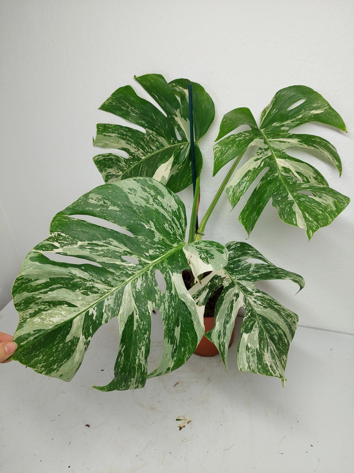 Monstera Variegata (zum aussuchen)