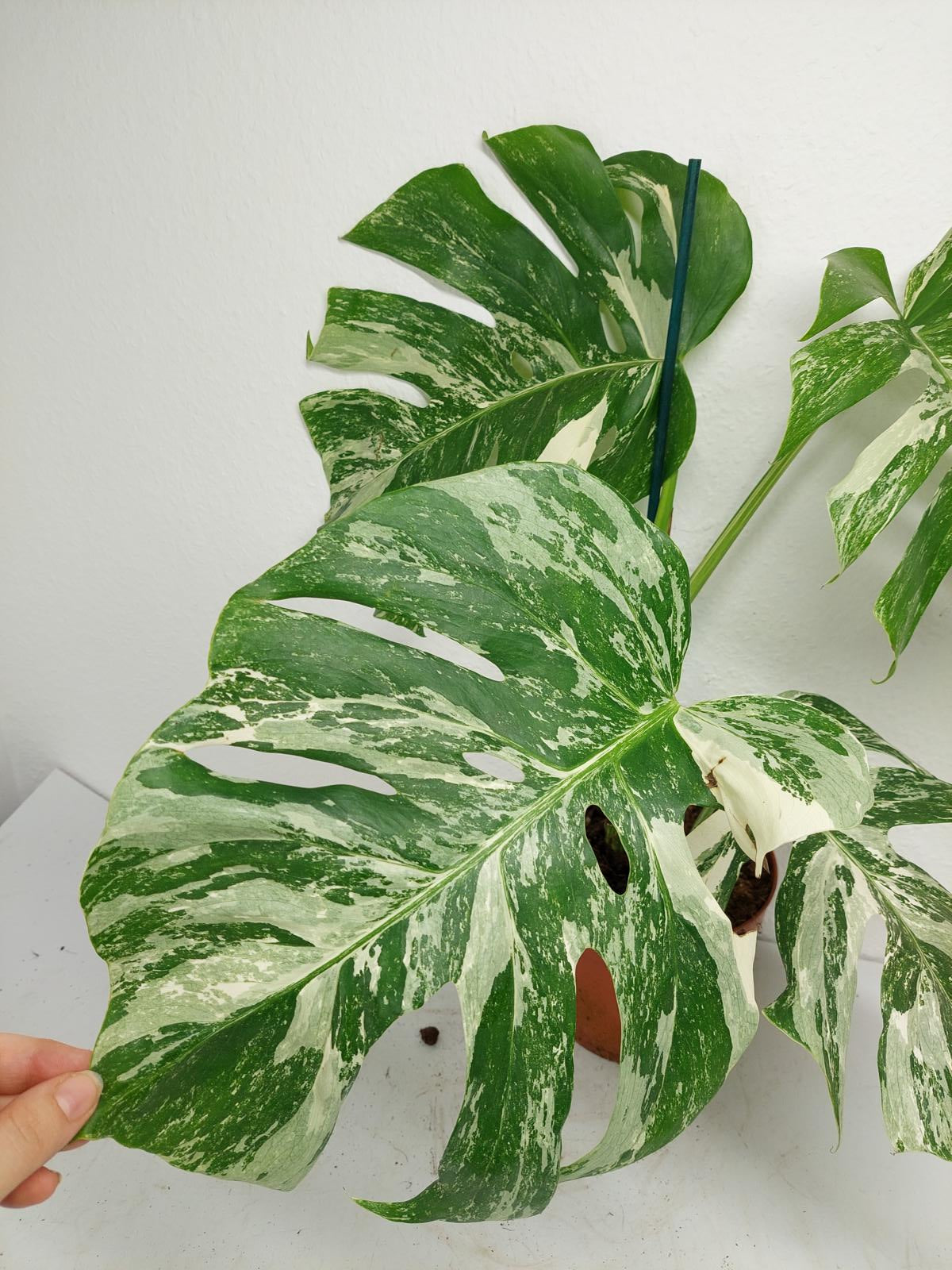 Monstera Variegata (zum aussuchen)