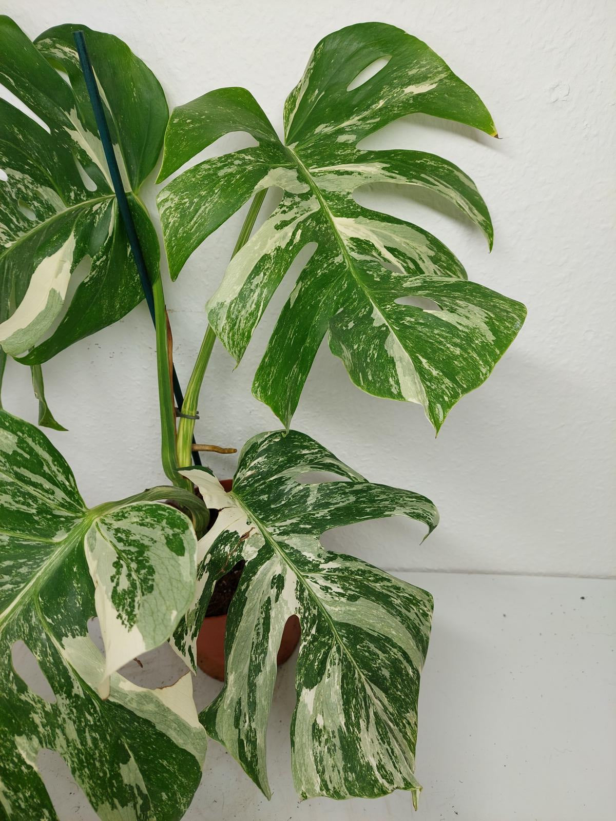 Monstera Variegata (zum aussuchen)