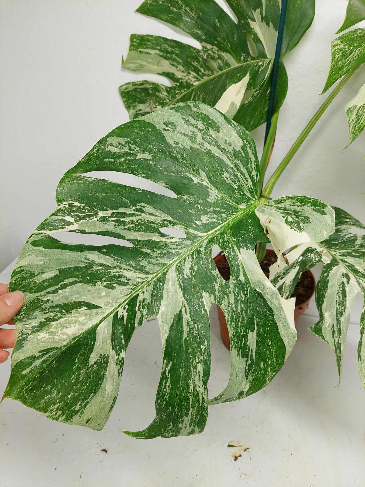 Monstera Variegata (zum aussuchen)