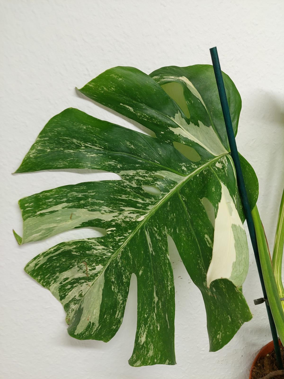 Monstera Variegata (zum aussuchen)