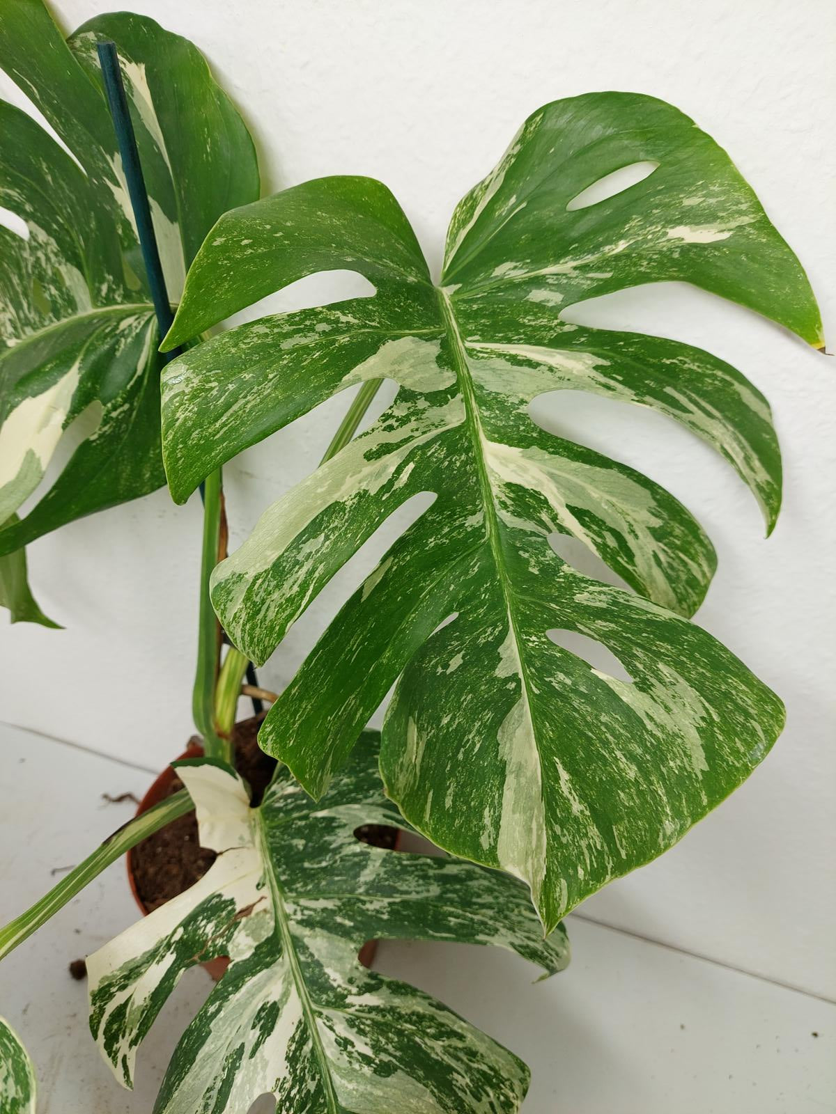 Monstera Variegata (zum aussuchen)