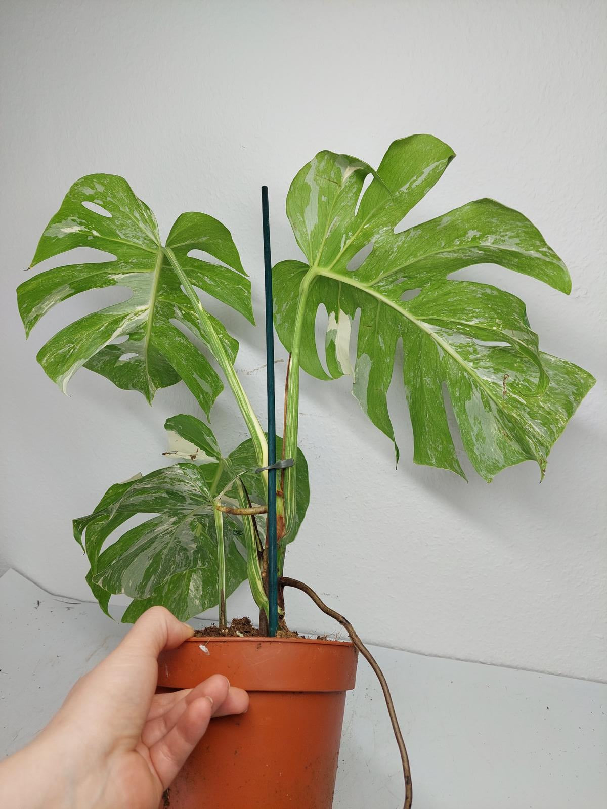 Monstera Variegata (zum aussuchen)