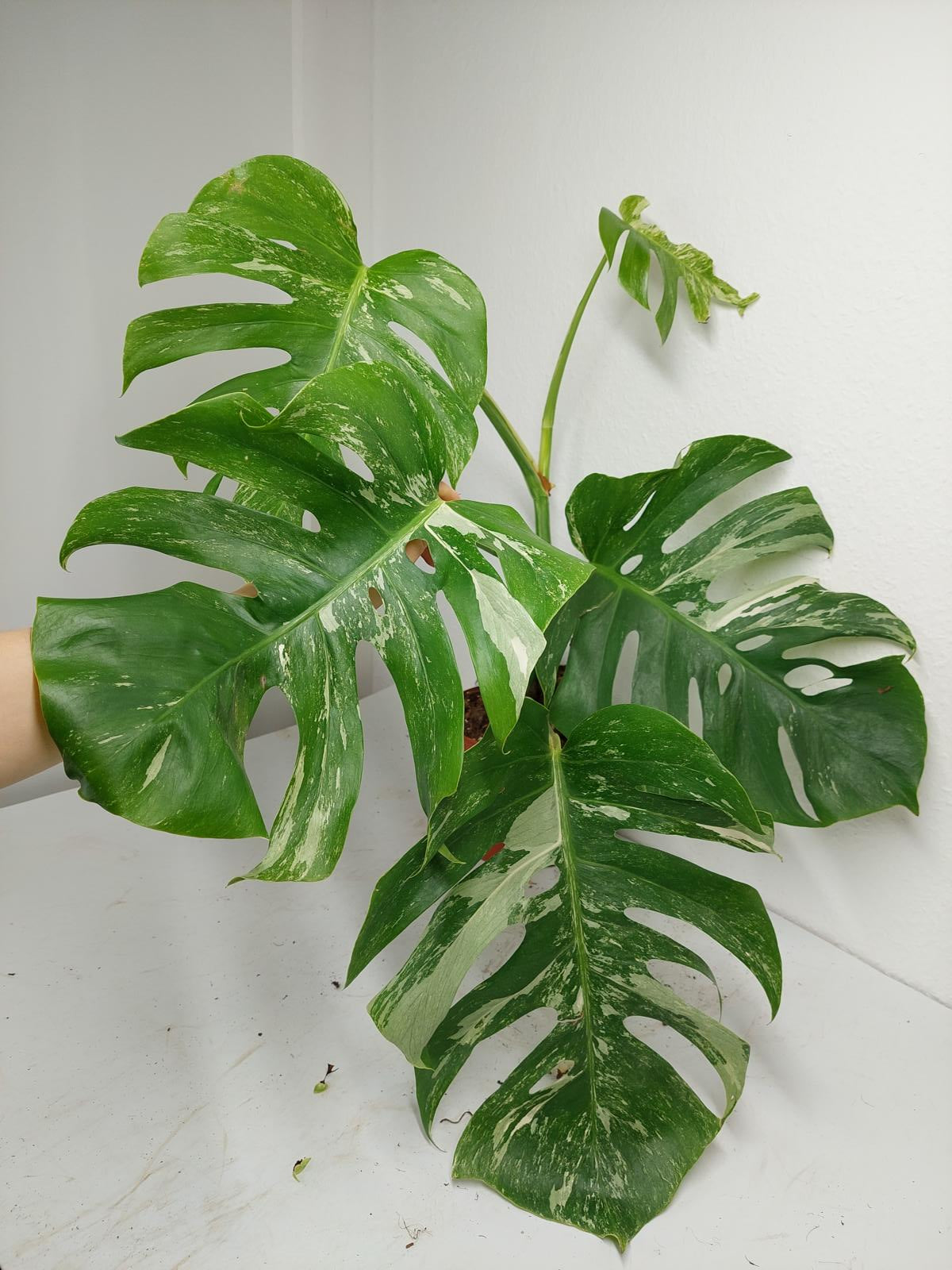 Monstera Variegata (zum aussuchen)